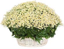 Цветочная композиция из Ромашки в корзине #REPLACE_PRED# Никитовке
